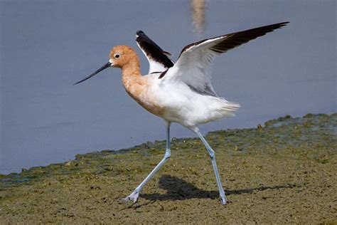 Avocet: Characteristics, Diet, Facts & More [Fact Sheet]