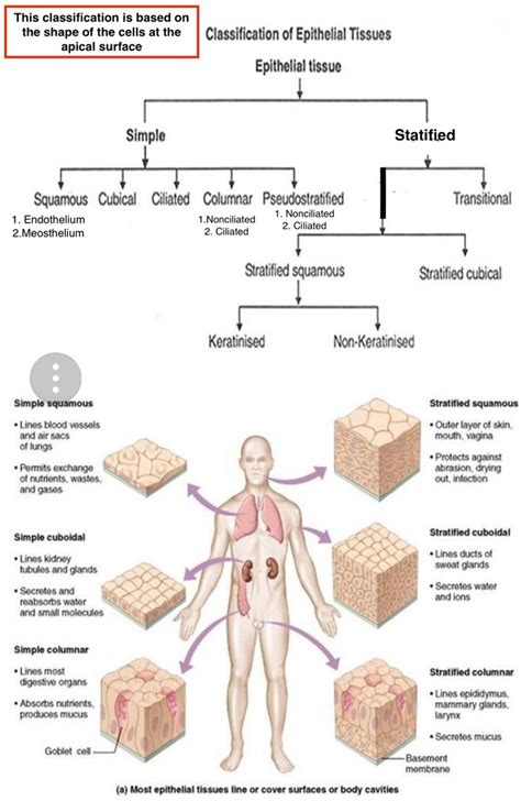 Characteristics & Functions of Epithelial Tissue Diagram | Quizlet