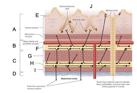 GI Tract Layers Diagram | Quizlet