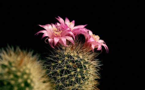 Cactus Desktop Background Free Download