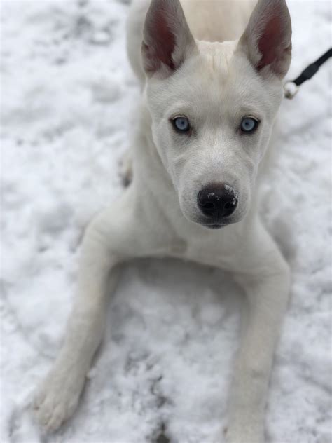 Snow puppy : r/husky