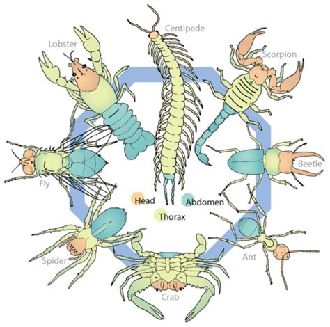 Arthropod Exoskeleton Diagram