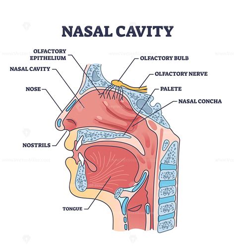 Nasal cavity anatomy with medical nose parts description outline ...