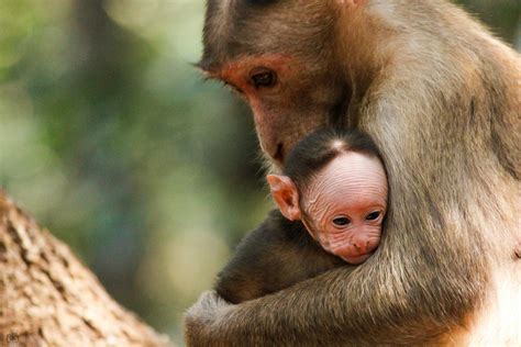 Free stock photo of animal, baby monkey, child