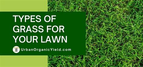 Types Of Grass Lawn | UrbanOrganicYield.com