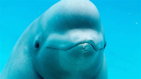 What Do Beluga Whales Eat - Beluga Whale Diet Facts - SciQuest