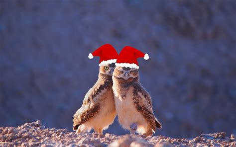 Free Christmas Bird Wallpaper - WallpaperSafari