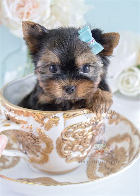 Cute Yorkie Puppy For Sale in Broward | Teacups, Puppies & Boutique