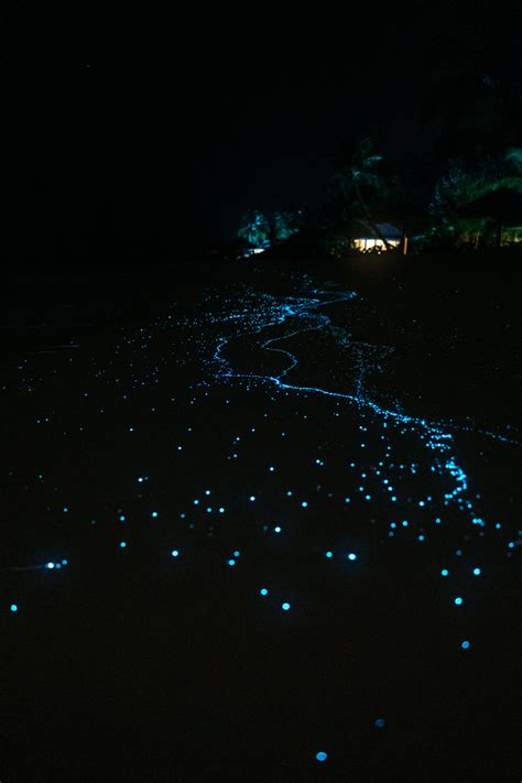 Travel Photography | Bioluminescence | Baa Atoll, Maldives | Alex Nichol