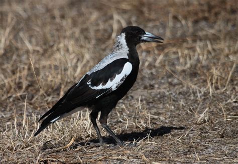 Richard Waring's Birds of Australia: Birds of Victor Harbour, South ...