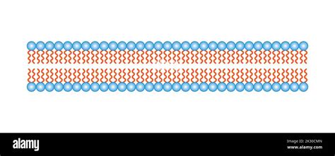 Phospholipid Bilayer Chemical Structure