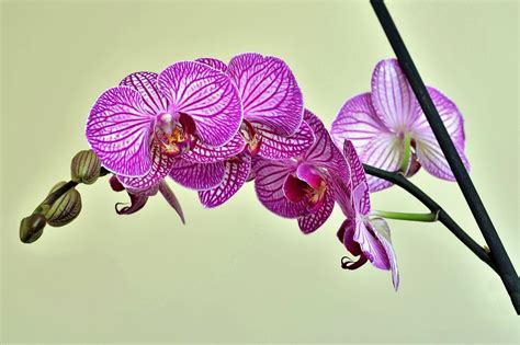 Easy Orchids – Hennepin County Master Gardeners