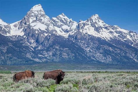 2024 Grand Teton Wildlife Safari Tour