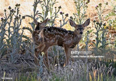 Baby Mule Photos and Premium High Res Pictures - Getty Images