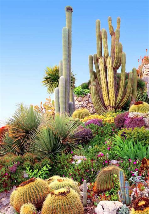 68 Cactus Landscaping Ideas That Will Inspire You