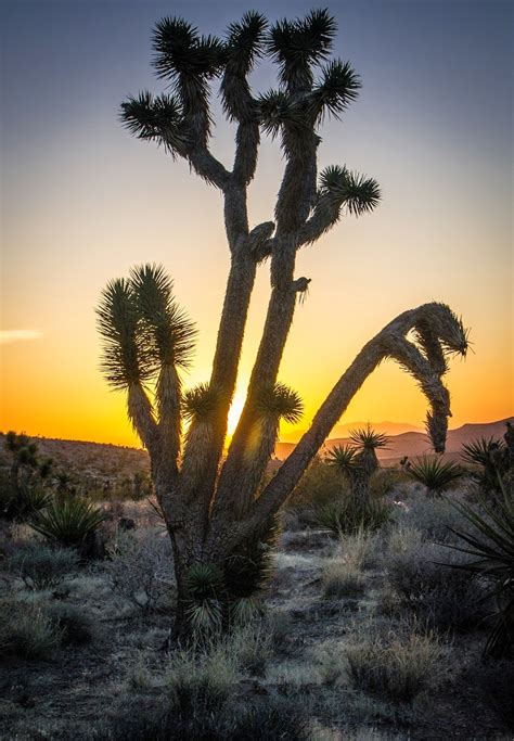 Travel & Landscape Photography: Joshua Tree Sunrise