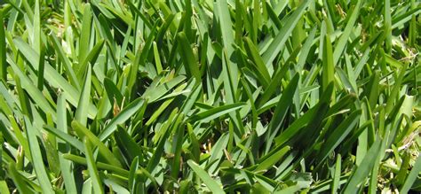 St. Augustine Grass - How to grow St. Augustine in southern lawns