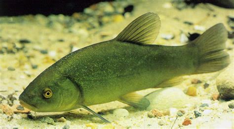 Tench (Tinca tinca) - Species Profile