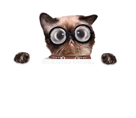 Crazy Silly Cat with Funny Glasses Stock Photo - Image of humor, paper ...