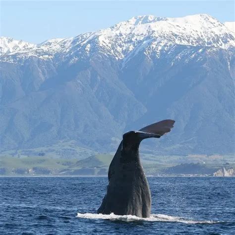 Sperm Whale - Facts, Diet, Habitat & Pictures on Animalia.bio