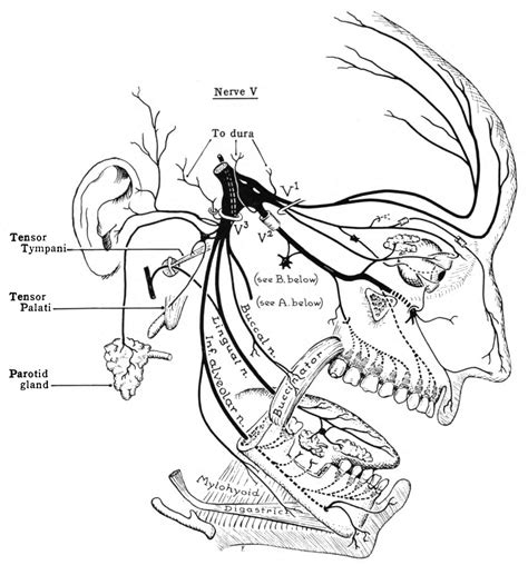 Providing Microsurgical Repair of Trigeminal-Facial Nerve Injuries ...