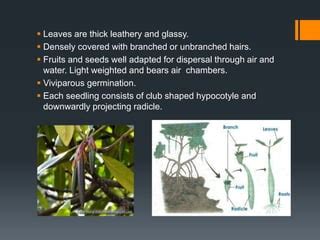 Adaptations of epiphytes and halophytes | PPT