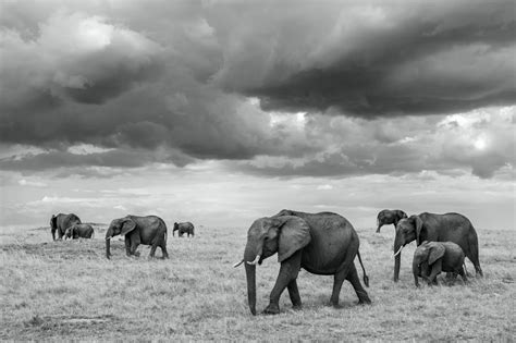 Black and White Photography Tips for Wildlife Photographers