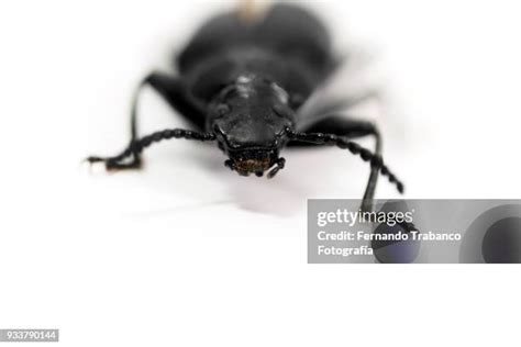 288 Poisonous Beetles Stock Photos, High-Res Pictures, and Images ...