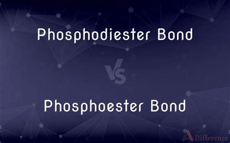 Phosphodiester Bond vs. Phosphoester Bond — What’s the Difference?