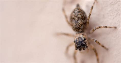 UK man claims spider laid eggs in his toe, baby spider trapped beneath skin