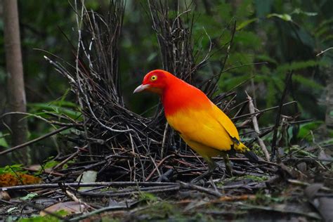 Papua New Guinea Birding Tours - Birdwatching Tours - Birdquest