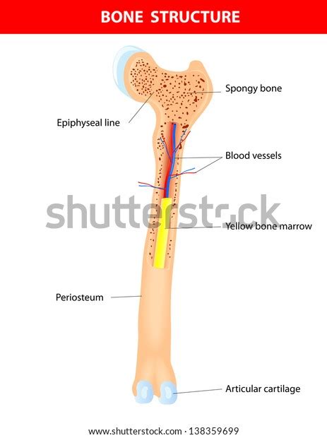 Long Bone Anatomy Scheme Stock Illustration 138359699 | Shutterstock