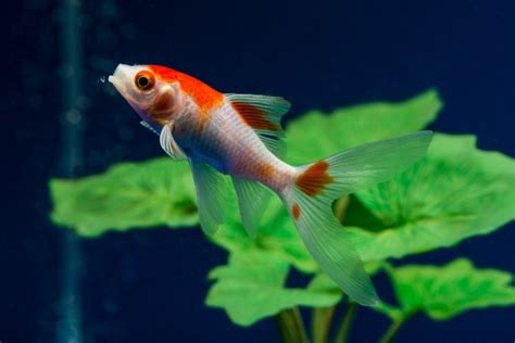 Comet Goldfish: The Complete Care And Breeding Guide - Fishkeepingfans.com