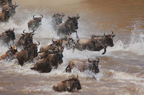 Wildebeest Stampede II by melcow on DeviantArt