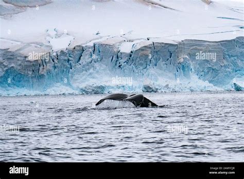 Antarctic minke whale hi-res stock photography and images - Alamy