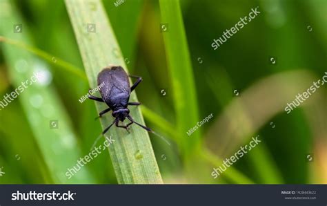 527,658 Black Bugs Images, Stock Photos & Vectors | Shutterstock