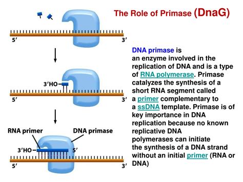 Dna Primase Definition