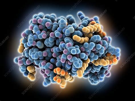 Bacterial rhomboid protease GlpG - Stock Image - C035/5651 - Science ...