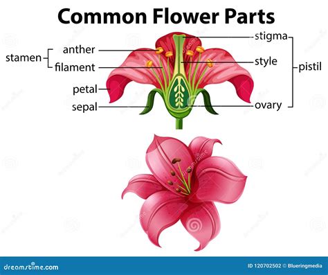 Science of Common Flower Parts Stock Vector - Illustration of common ...