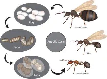 How Long Do Ants Live? The Life Cycle of an Ant | EarthKind