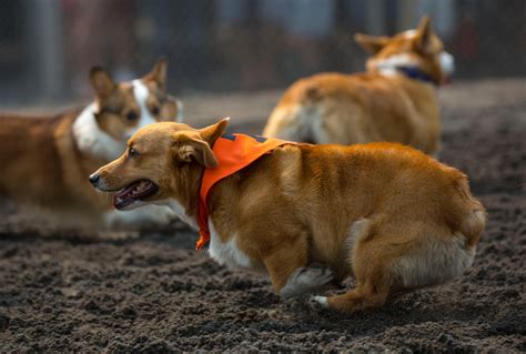 Photos: The first annual Corgi Races are here!!! | Seattle Refined