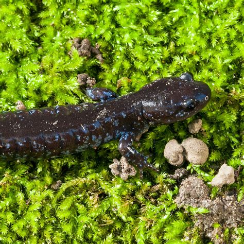 Blue-spotted Salamander - Zoo Ecomuseum