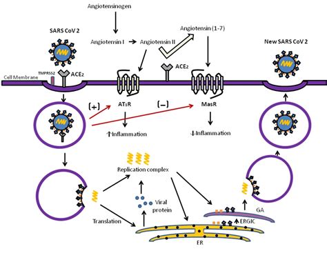 Altered-Physiology-Of-ACE2-Receptor-And-Immune-Function-Due-To-SARS-COV ...