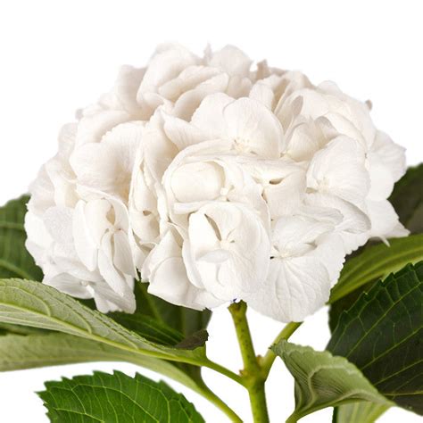 White Hydrangeas, Hydrangeas in Bulk | Wholesaleflowers.net