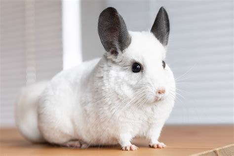 10 Best Small Rodents to Keep as Pets