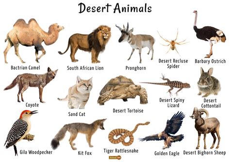 Pin on Desert Animals