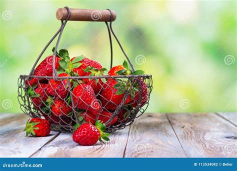 Summer Harvest of Fresh Organic Strawberry Stock Photo - Image of ...