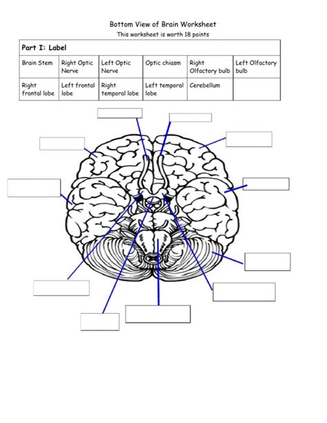 Brain Anatomy Worksheets Pdf - Printable Worksheets