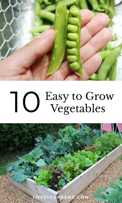 10 Easy to Grow Vegetables for Beginners - Lovely Greens