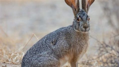 Red Rock Canyon Wildlife | Southwest Explorers